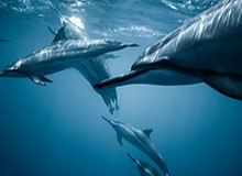 星空娱乐官方-樊振东或缺席今年乒超 马龙领衔山东队赢得开门红